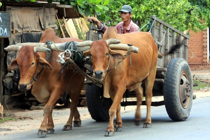 Đôi bò và cặp bánh xe