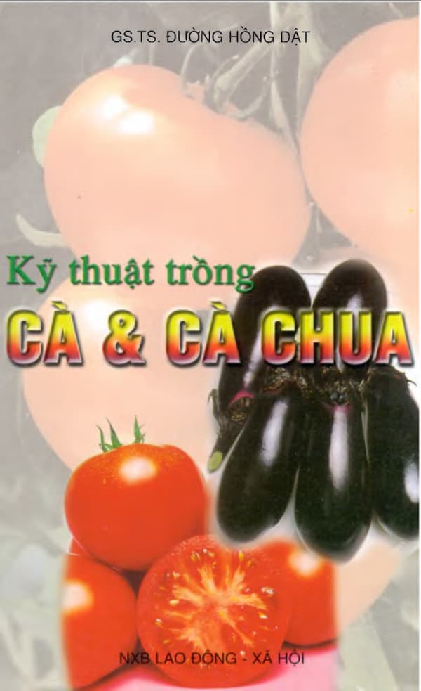 Kỹ thuật trồng cà & cà chua