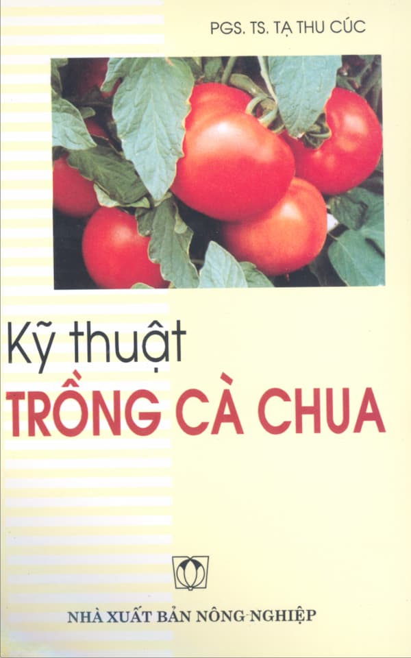 Kỹ thuật trồng cà chua